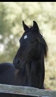 dressage horse Laurenz (Hanoverian, 2020, from Labbadio)