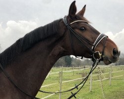 dressage horse Hello World 3 (Swedish Warmblood, 2012, from Parcival)