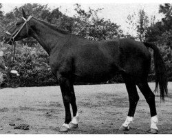 broodmare Fee (Westf) (Westphalian, 1943, from Fesch)