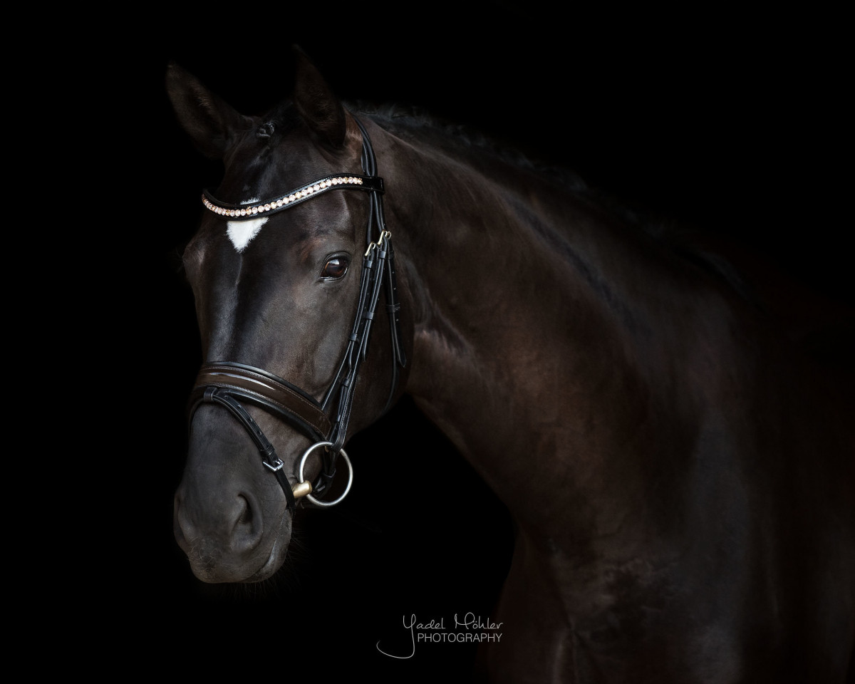 dressage horse Dahlia (Hanoverian, 2011, from Dauphin)