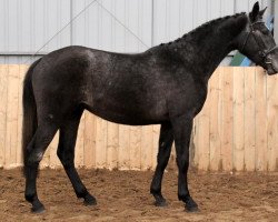 broodmare Nacre C (Polish Warmblood, 2017, from If du Reverdy)