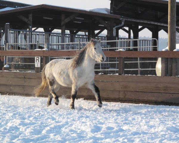 Pferd Drifandi (Islandpferd, 2000)