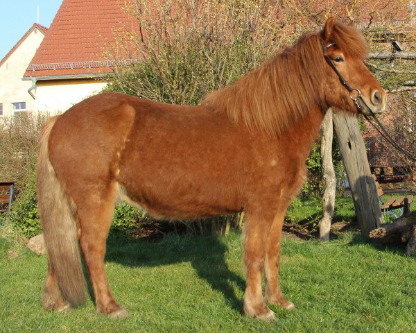 Pferd Kóngur (Islandpferd, 2015, von Fagur vom Schloßberg)