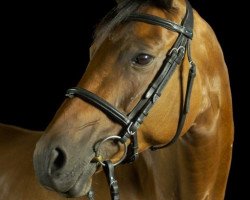 dressage horse Mangueira (Trakehner, 2007, from Axis TSF)