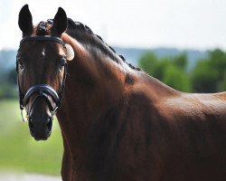 stallion Sandro's Heir (Oldenburg, 2002, from Sandro Hit)