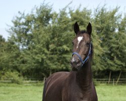 broodmare Vyncenza (Hanoverian, 2012, from Uccello)