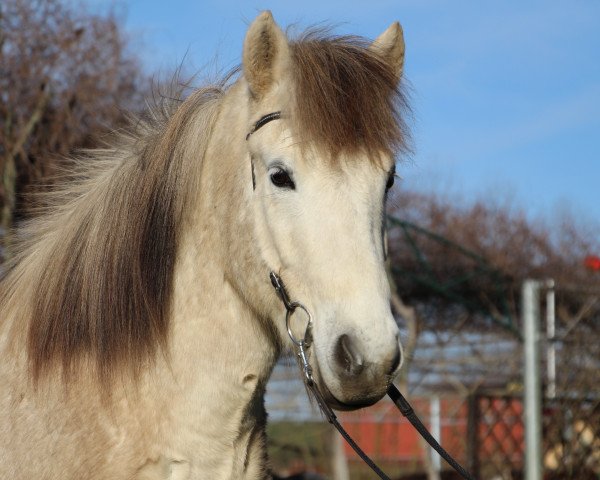 Pferd Fáni (Islandpferd, 2012)