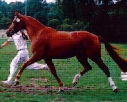 broodmare Ruby-Girl (Oldenburg, 1990, from Castro)