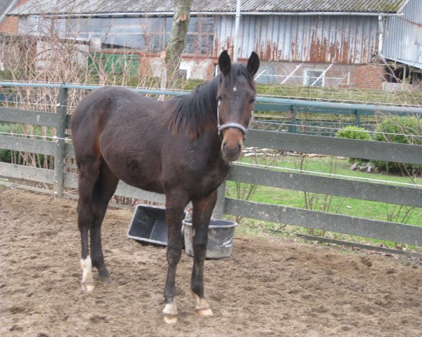 horse Jumping Jack (Hanoverian, 2009, from Just Do It)