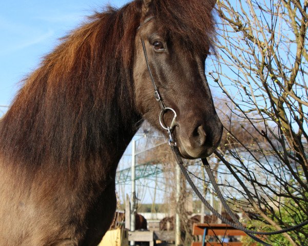 Pferd Esja vom Lækurhof (Islandpferd, 2014, von Hagall von der Fuchsfarm)