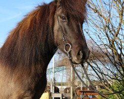 Pferd Esja vom Lækurhof (Islandpferd, 2014, von Hagall von der Fuchsfarm)