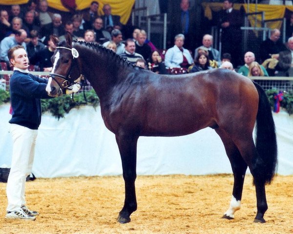 stallion Rustin (Oldenburg, 1999, from Rubinstein I)