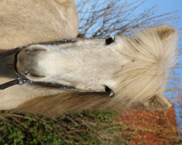 Pferd Bláka (Islandpferd, 2014, von Garri vom Lækurhof)