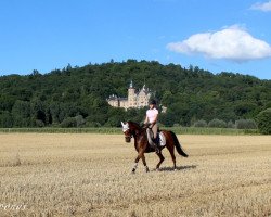 broodmare Polly (German Riding Pony, 2005, from Petite Filou)