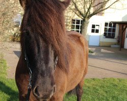 horse Myrkvi (Iceland Horse, 2011, from Garri vom Lækurhof)