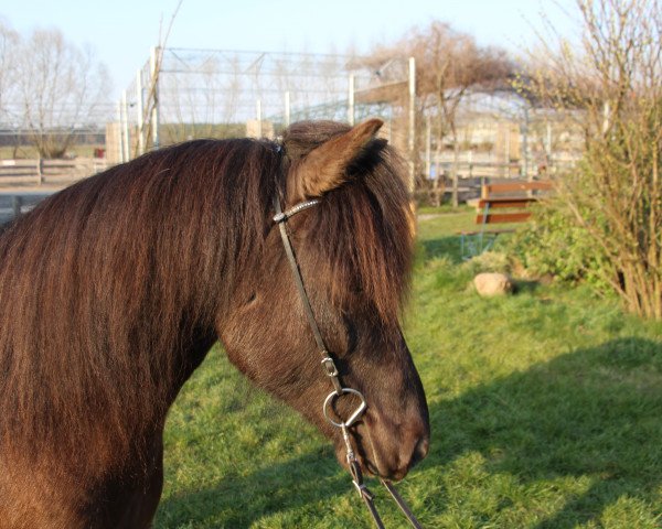 Pferd Freyja (Islandpferd, 2013)