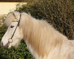 broodmare Aradis vom Laekurhof (Iceland Horse, 2013, from Ljori in der Birk)