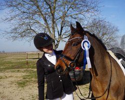 dressage horse Pelino (German Riding Pony, 2000, from Priory Hornpipe)