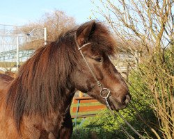 horse Kvistur vom Laekurhof (Islandpferd, 2011, from Gladur von Faxabol)