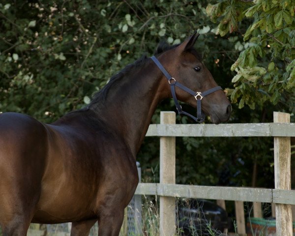 dressage horse Rhianna (Hanoverian, 2019, from Rotspon)