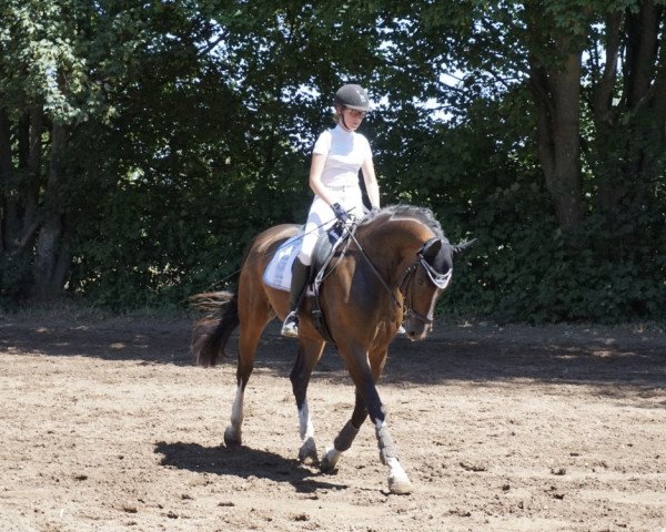 dressage horse Benetton Deak (Hanoverian, 2011, from Benetton Dream FRH 1301)