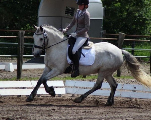Dressurpferd Carracrum Lady (Irish Sport Horse, 2009)