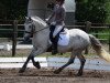 dressage horse Carracrum Lady (Irish Sport Horse, 2009)