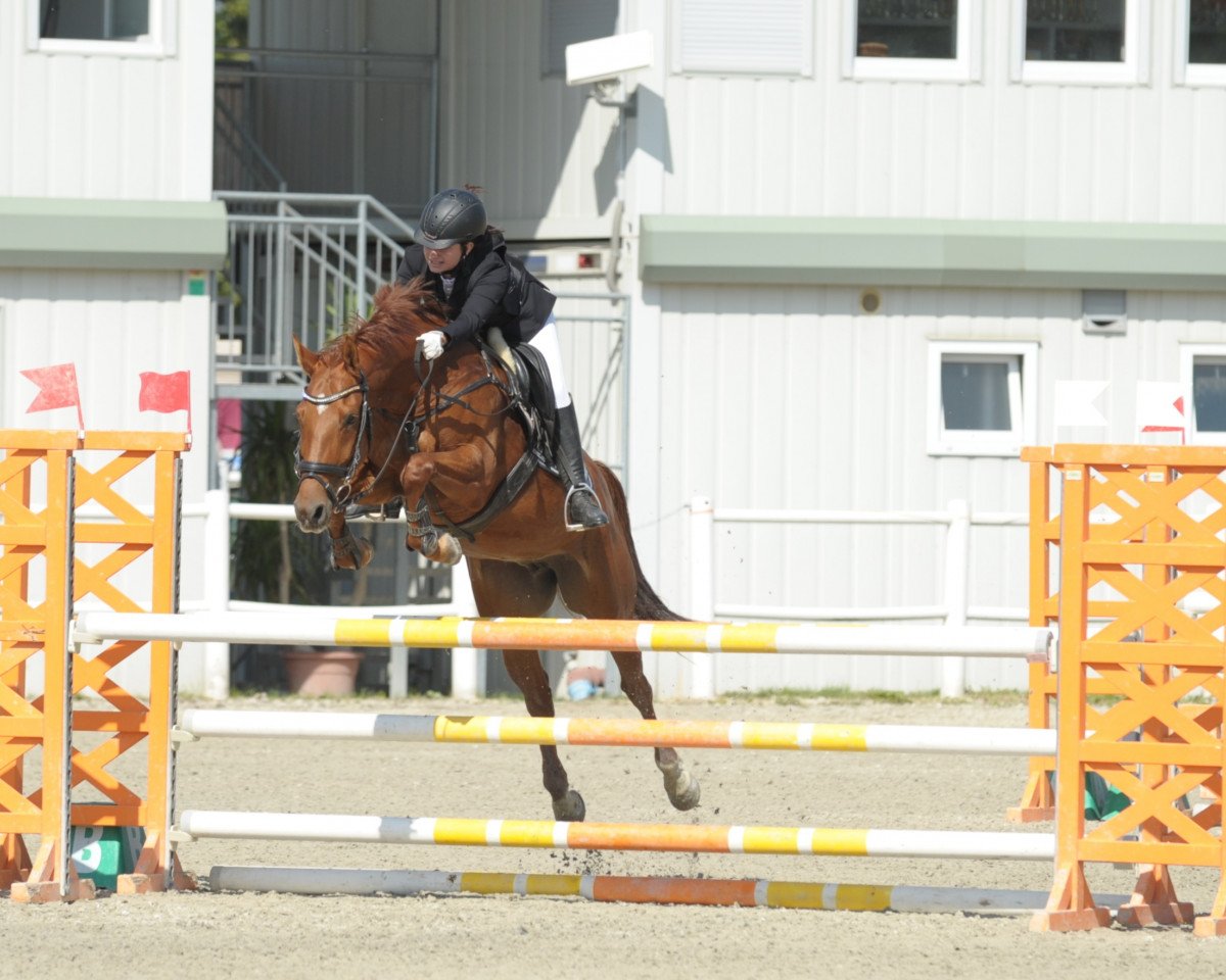 jumper Bognar Mrazciro (Hungarian Warmblood, 2012, from Quirado)