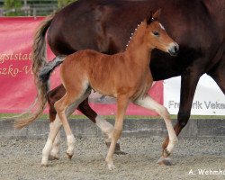 Zuchtstute A New Starlight (Deutsches Reitpony, 2019, von A kind of Magic 5)