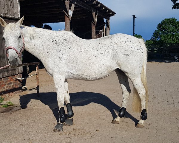 broodmare Wiesenia xx (Thoroughbred, 2002, from Meerreiter xx)