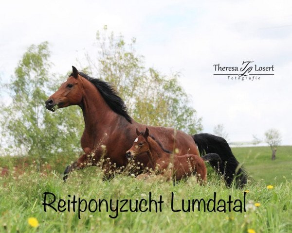 broodmare Golden Grace (German Riding Pony, 2019, from Golden Grey NRW)