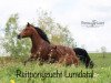 Zuchtstute Golden Grace (Deutsches Reitpony, 2019, von Golden Grey NRW)