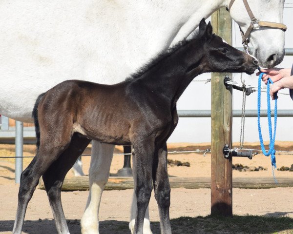 broodmare Udine 29 (Holsteiner, 2004, from Baldini I)