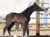 broodmare Udine 29 (Holsteiner, 2004, from Baldini I)