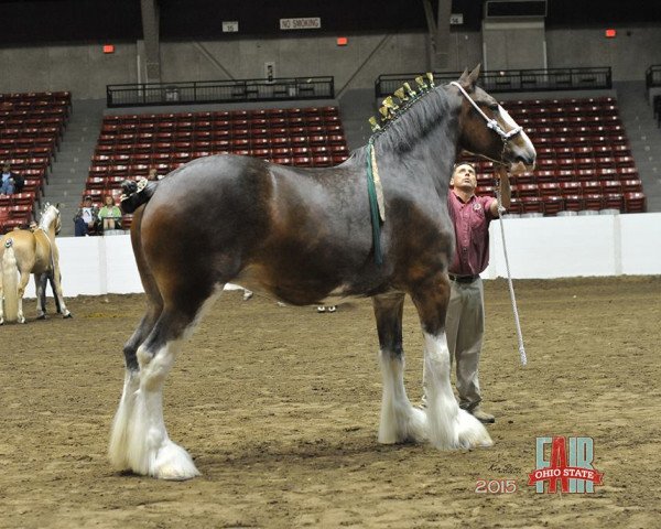 Zuchtstute ES Elizabeth (Clydesdale, 2007, von Cedarlane Rex)