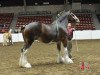 Zuchtstute ES Elizabeth (Clydesdale, 2007, von Cedarlane Rex)