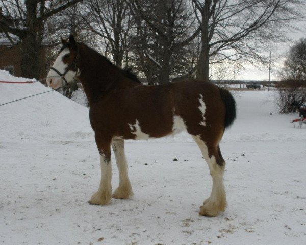 Zuchtstute Erastus Tim's Robyn (Clydesdale, 2007, von Birky's Pride 1st Timothy)