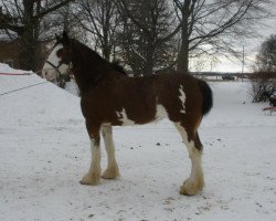 broodmare Erastus Tim's Robyn (Clydesdale, 2007, from Birky's Pride 1st Timothy)