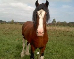 horse Erastus Tim's Scout (Clydesdale, 2003, from Birky's Pride 1st Timothy)