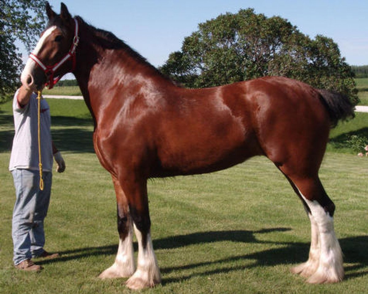 broodmare Erastus Tim's Regal (Clydesdale, 2005, from Birky's Pride 1st Timothy)