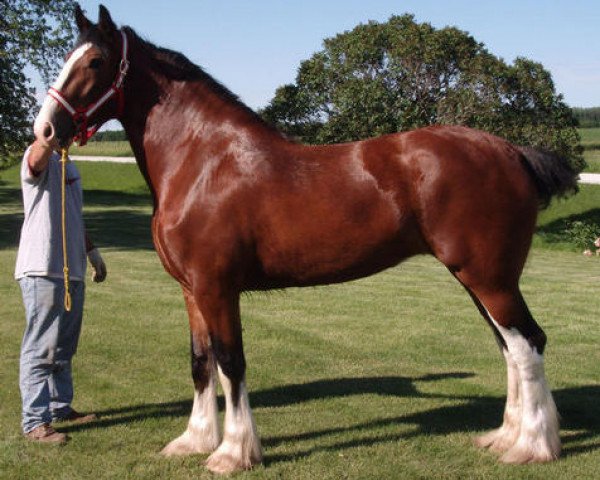 Zuchtstute Erastus Tim's Regal (Clydesdale, 2005, von Birky's Pride 1st Timothy)