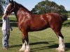 Zuchtstute Erastus Tim's Regal (Clydesdale, 2005, von Birky's Pride 1st Timothy)