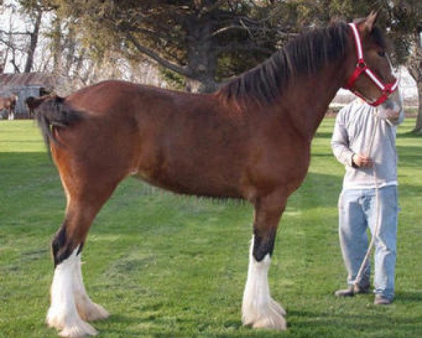 horse Erastus Tim's Raquel (Clydesdale, 2006, from Birky's Pride 1st Timothy)