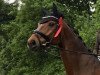 dressage horse Londisco (Hanoverian, 2009, from Londontime)