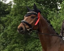 dressage horse Londisco (Hanoverian, 2009, from Londontime)