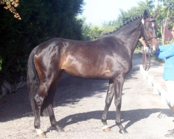 horse Freyja Maoucha (Selle Français, 2015, from Emir d'Helby)