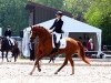 dressage horse Bigbang (Hanoverian, 2012, from Bonard de Charry)