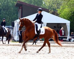 dressage horse Bigbang (Hanoverian, 2012, from Bonard de Charry)