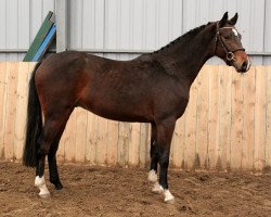 Springpferd Kalantino C (Polnisches Warmblut, 2017, von Number One 28)