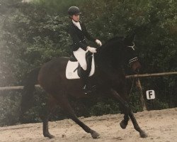 dressage horse Santos (Trakehner, 2010, from Kasparow)